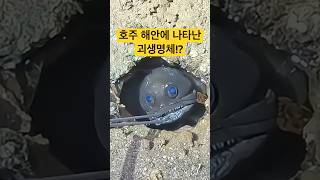 호주해안가에 나타난 괴생명체!?