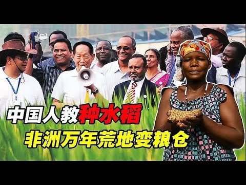 中国人教会非洲人种水稻后，万年荒地变粮仓，连蛋炒饭都吃上了！