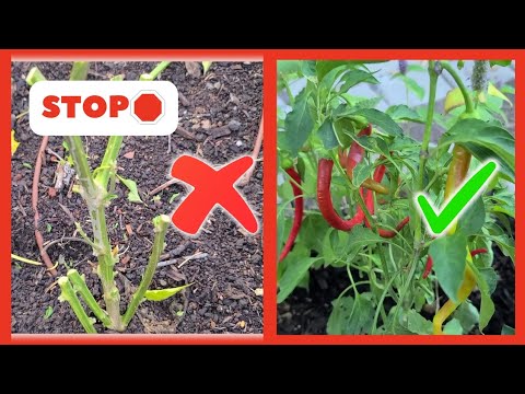 MYTH BUSTED: OVERWINTERING PEPPERS (Zone 9+)