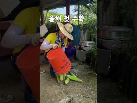 올해 첫 옥수수 수확, corn harvest #shorts