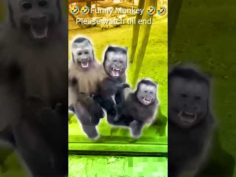 funny monkey and dog videos #viralvideo #viralshorts #youtube #youtubeshorts