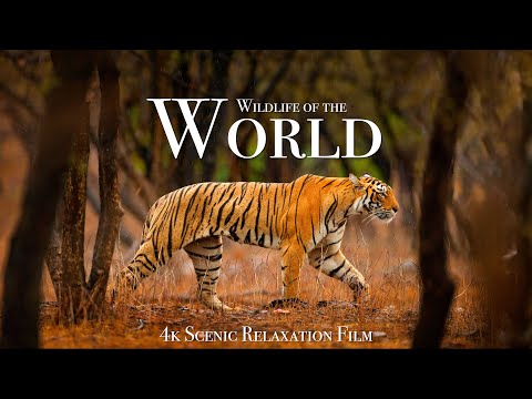 Wildlife of the World 4K - Scenic Animal Film With Inspiring Music