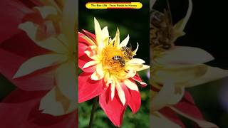 The Bee Life - From Petals to Honey