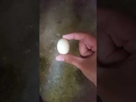 Chicken laid a small egg🐔🐔#chicken #egg #viral