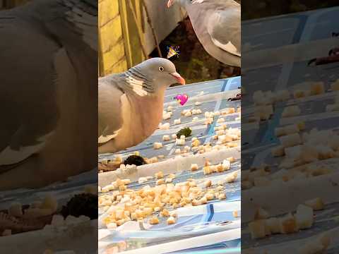 Pigeon’s party 🥳 🎉🥰🕊️🦅#shortsvideo #pigeon #woodpigeon #birds