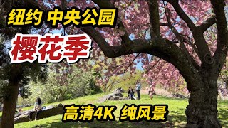 纽约中央公园，樱花季，4K高清，纯风景，四月尾巴，不看要等一年