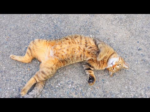 日本の猫さん×SONY ZV-E1