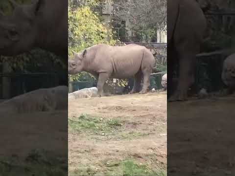 #ZooLife#RhinoLove#RhinosOfFrankfurt#AnimalKingdom#ZooPhotography#EndangeredSpecies#FrankfurtRhino