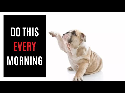 10 Morning Affirmations Pets LOVE