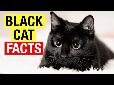 7 Fascinating Facts About Black Cats