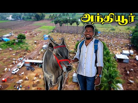 🔥2024 பிரமாண்டமான அந்தியூர் மாட்டு சந்தை💥🐂 | ANTHIYUR GURUNATHASAMY FESTIVAL | HORSE MARKET | K7