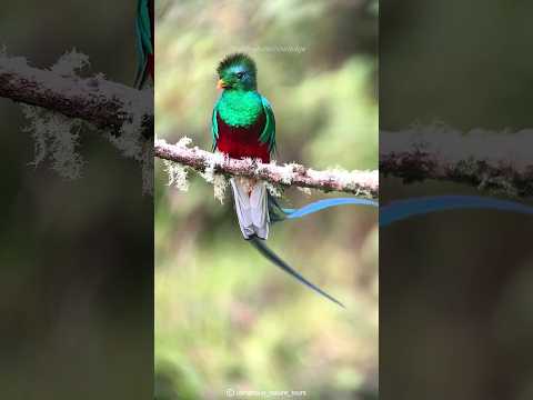 South America's Stunning Bird | Resplendent Quetzal