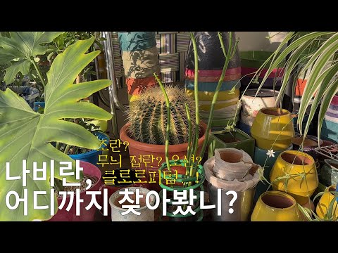 vlog. 나비란 특집1. 조란? 접란? 오션? 이름이 몇개야 도대체. (틸란드시아 이오난사 feat. 홍조 트롤 / 잎에 광내기 비법 / 그녀는 남타커가 좋아)