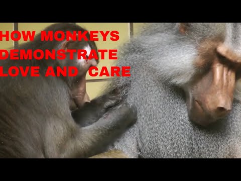 How Monkeys Demonstrate Love And Care/Monkey Grooming Funny Video