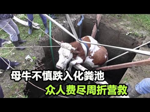 母牛不慎跌入化粪池，无法脱身，不时发出阵阵惨叫，众人奋力营救