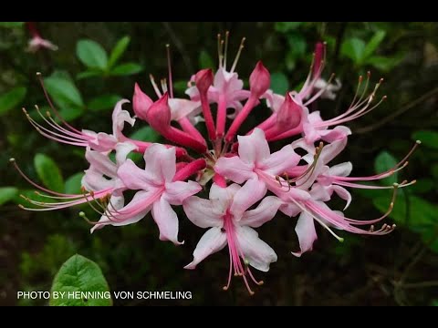 Rhododendron Native Mountain Azalea ~MrMaple Clips