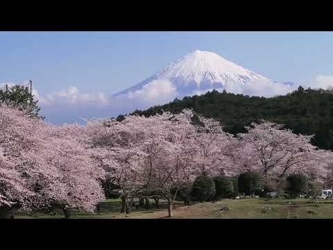 岩本公園桜