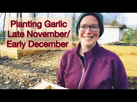 Planting Garlic in Late November/Early December | PNW Zone 8b