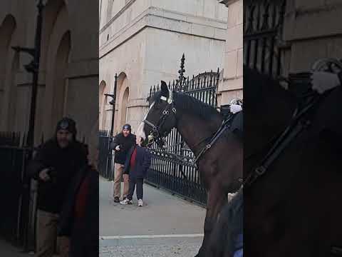 King's horse guards #king #horse #guard #ytshots #london #india @vichethediamonds #