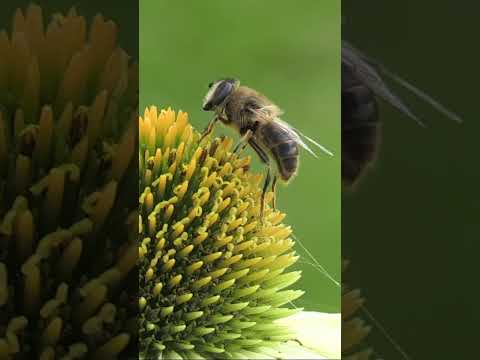 The life cycle of a HONEY BEE for kids🐝 Educational video for kids #kidsshorts #educationalshorts