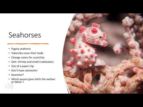 Chromatophores