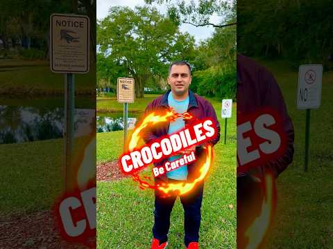 Crocodiles in USA 🇺🇸 #asifayyaz59 #usavisa #crocodiles