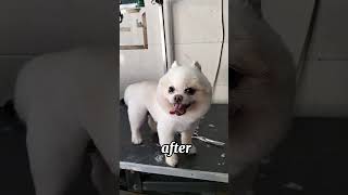 Pomeranian cute #dogviral #shorts #grooming #dog