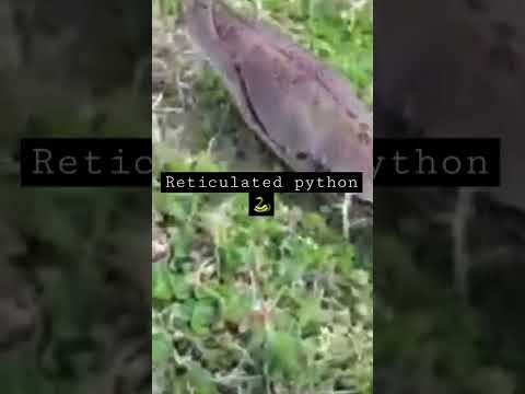 Evasive python is huge! #reticulatedpython #devoureverything #ripxxxtentacion