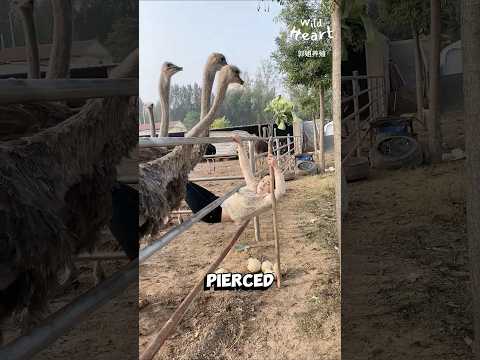 Life on an Ostrich Farm