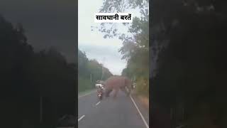 #animal #roadaccdient #इंडियासमाचार #भोजपुरी #खेसारी_लाल_यादव #biharjharkhandnews