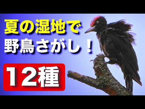 クマゲラと野鳥たちの生息地を覗いてみよう！