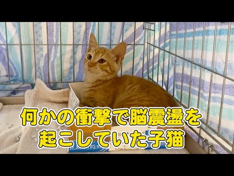 ふらつきながら歩いていた子猫を保護