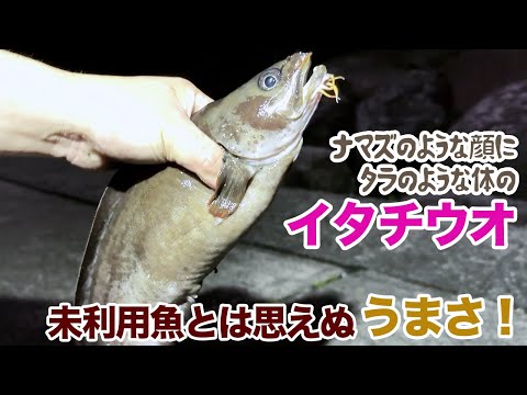 ナマズか？タラか？イタチウオは未利用魚とは思えないうまさ！