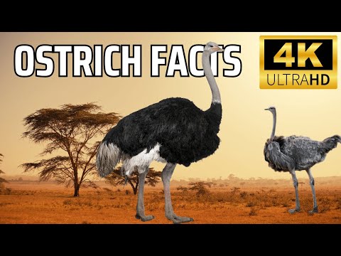 The Ostrich: Fast, Fierce, and Full of Surprises 🦤 | Incredible Ostrich Facts You Didn’t Know!