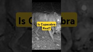 Is Cupacabra Real?  #UrbanLegend #ScaryStories #Horror#MindHorror#Cupacabra #MentalTerror #UrbanMyth