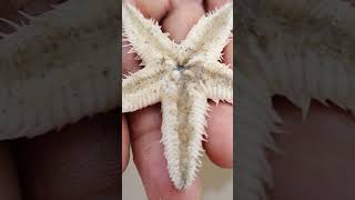 starfish #starfish #shorts #viral #talsari