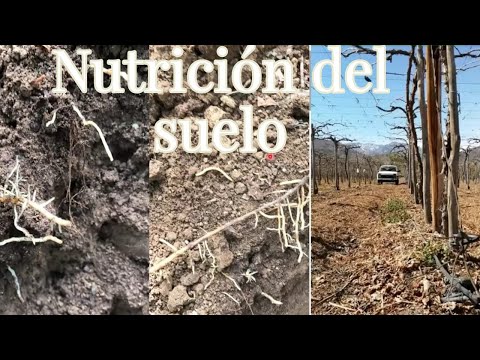 Nutrición en el Suelo para Frutales (Vid, Arándano, Pecana ,Palto ,Cítricos ,Granada).