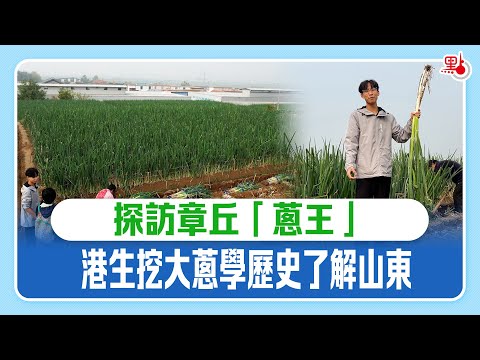 探訪章丘「蔥王」 香港學生挖大蔥學歷史了解山東 HK Student explore China Shandong Scallion: Higher than Human Being? #山東大蔥