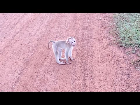 Adorable little boy to playing outside