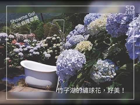 【Taiwan。Yangmingshan】陽明山竹子湖的繡球花，正盛開！|小米麻糬帶路 Showme Go!