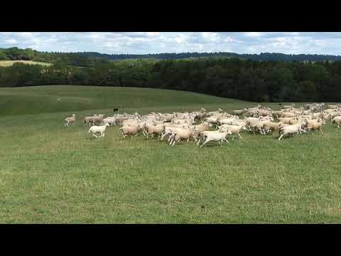 Rounding up the sheep