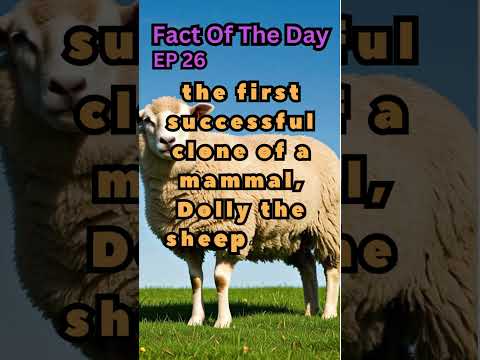 Fact Of The Day| Ep 26| Dolly: The First Cloned Mammal! 🐑 #shorts #trending #sheep #clonewars