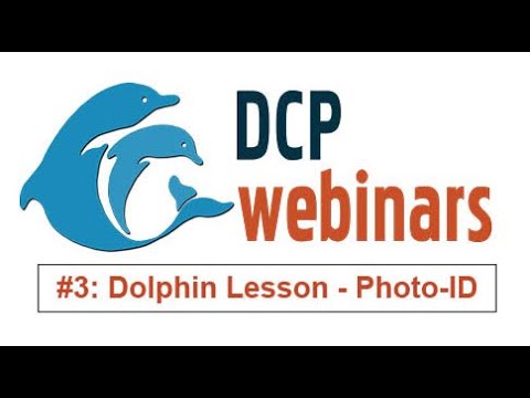 DCP Dolphin Lesson - Photo-ID