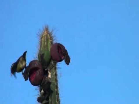 Bananaquit feeding on cactus fruit