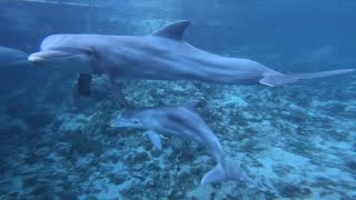 Dolphin Reproduction - Dolphin Quest