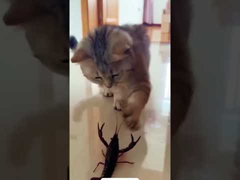 Funny cat #shorts #funny #funyvideo #youtubeshorts #lovecats