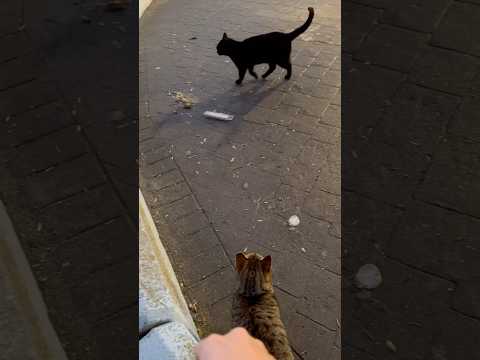 I have a Protector Kitty at the Fishing Pier in Spain 🤣