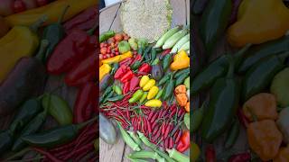 September garden harvest 🧺 #gardenharvest #homegardening #backyardgarden #gardeninspiration #shorts