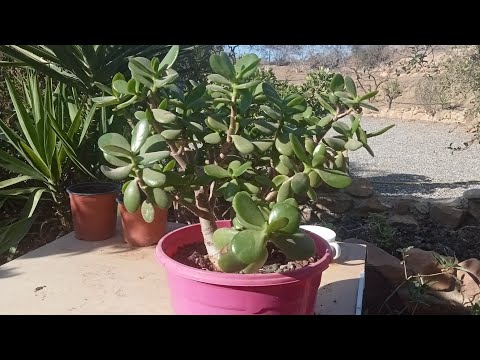 how to take Jade plant cuttings @MavialHomeGarden #garden #gardening #plantingtips