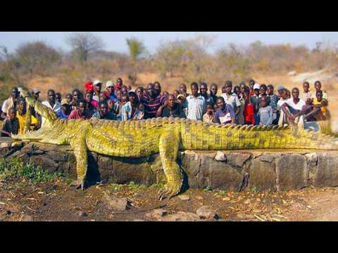 The Biggest Crocodile In The World